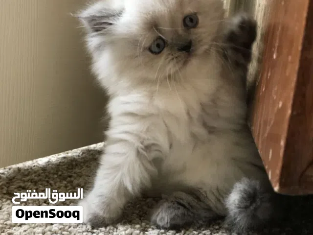 قطط هملايا للبيع