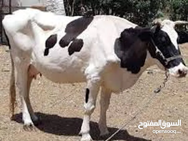 هايشه عمرها 3 سنوات العنوان بغداد الشرطه الخامسه