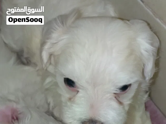 كلاب مالتيز جراوه عمر شهرين