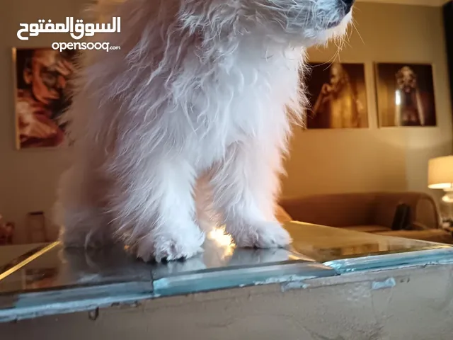 كلب شتزو للبيع ابيض لون واحد