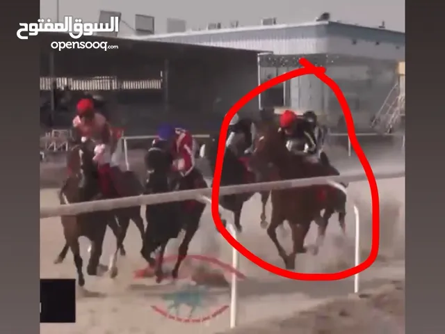 للبيع إحصان انقليزي ريس
