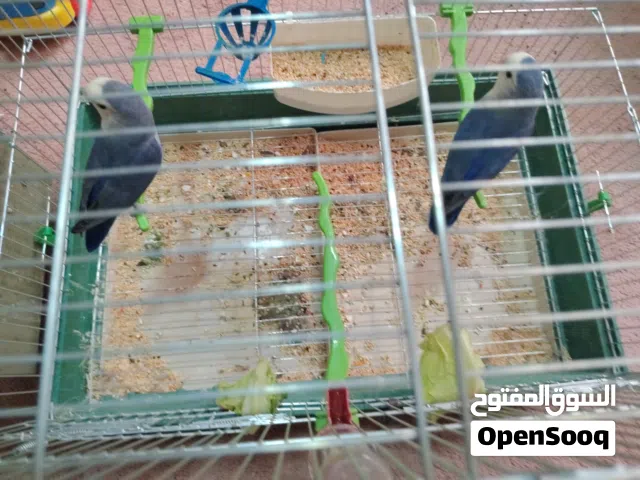 جوز روز منتج بجهز لبطن