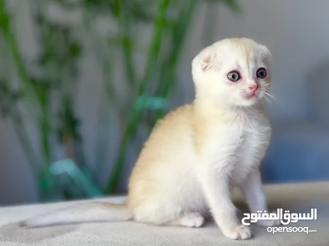 Scottish fold male kitten