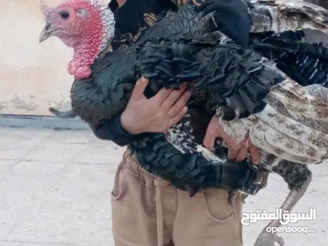 حبش بلدي للترقيد
