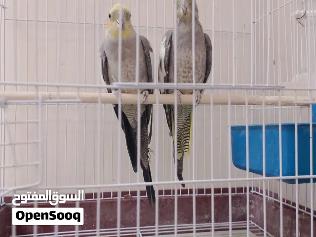 كوكتيل ببغاء حبشيات