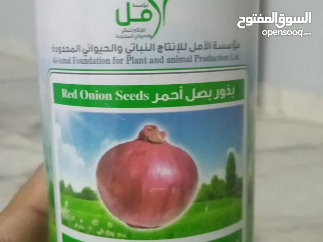 بصل احمر. (مضيه ).