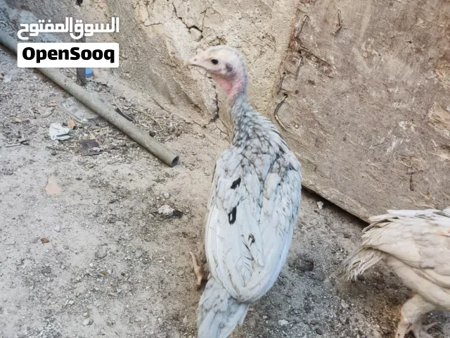 حبش بلجيكي واسود أمريكي وابيض هولندي اعمار ما شاء الله احجام ممتازة متاح خدمة توصيل