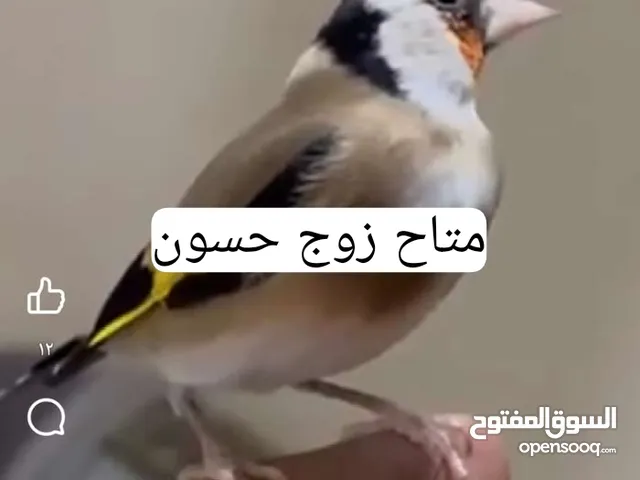 زوج حسون متوالفاات