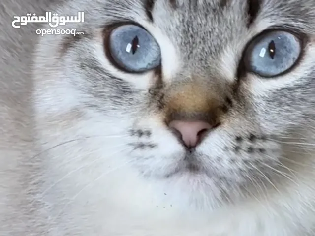 لولو حنونه