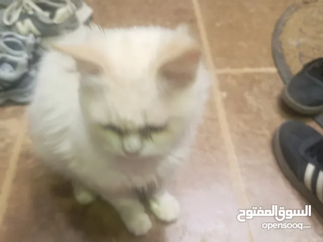 قطوس ابيض فارو اعيونة زرقار سحبي متربي