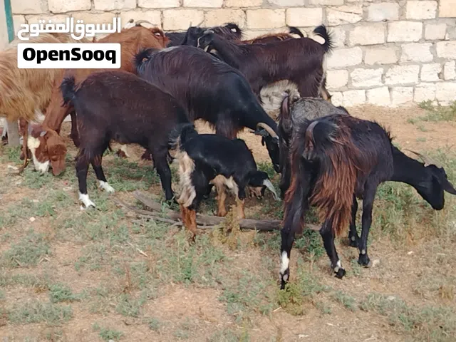 8 معزات ربي يبارك فيهم 3 والدات زوز اعنايقهم امحادينهم ووحدة تحتها جدي راوي عمره شهر ونص تقريبا وال