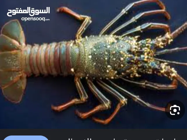 لؤه لؤة للاسماك البحريه