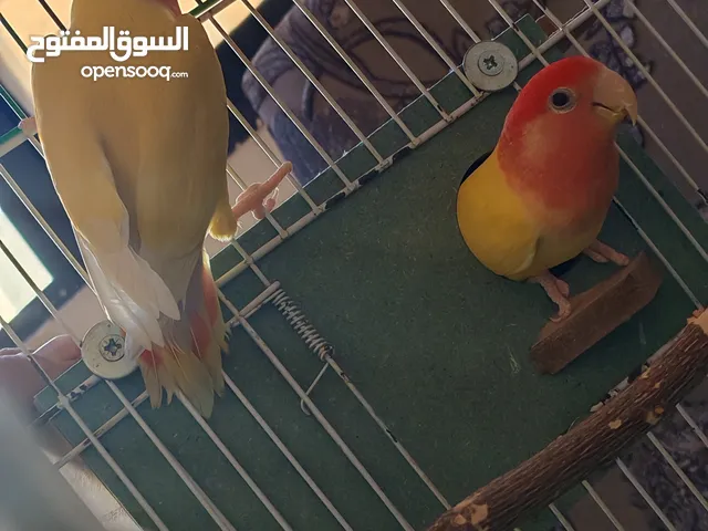 جوز روز اهالي فراخ الفحل لاتينو الطيرك اوبلاين الجوز عيون حمرة صلاة النبي