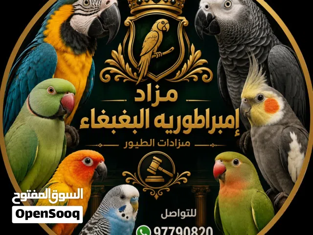 مجموعه مزاد إمبراطوريه البغبغاء مفيده جدا لكل من يريد بيع او شراء الطيور مهم رقم التواصل نهايه الوصف
