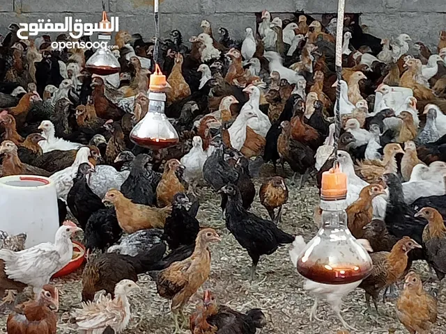 دجاج عماني ب 700 بيسع عمر شهرين وزياده