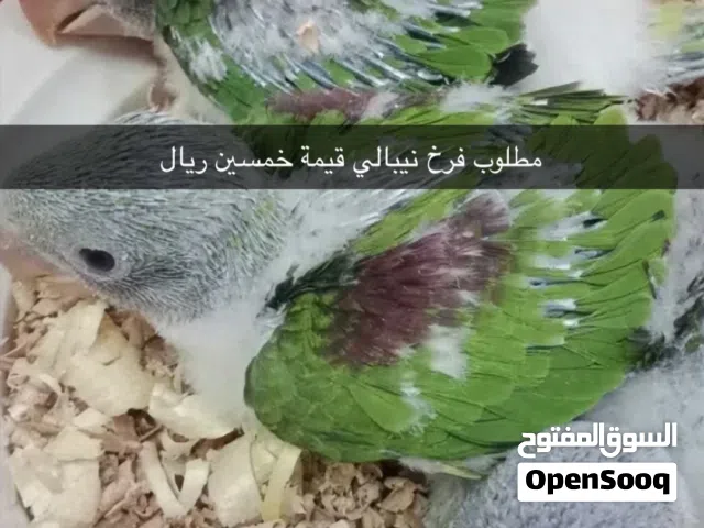 مطلوب فرخ نيبالي قيمة خمسين ريال