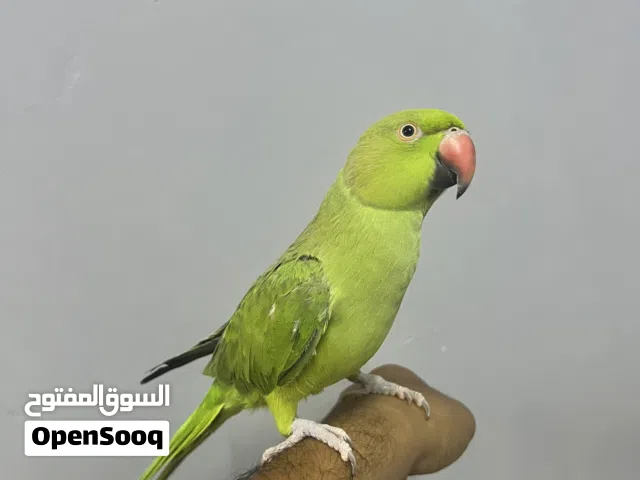 ببغاء درة هندي اليف متكلم