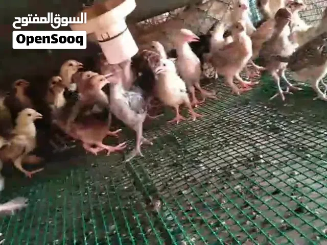 صوص فرنسى عسلى وفيومى كلاسيك للبيع
