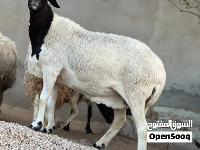 نعجه متاومه تحتها زوز خرفان ربي يبارك