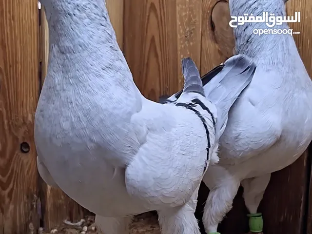 أزواج حمام زينة فاخرة ومستوى