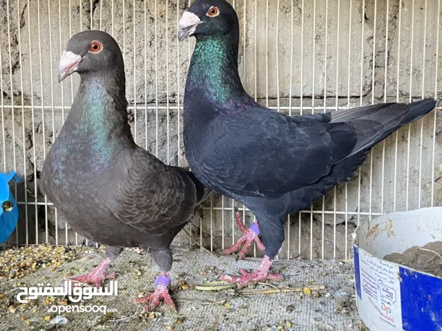 حمام هـــــــــــومـــــــر ألــــــــــمــــــــــــــانــــــــــــي