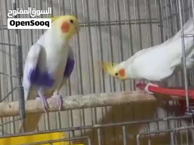 جوز كوكتيل شغال لاتينو عين حمره
