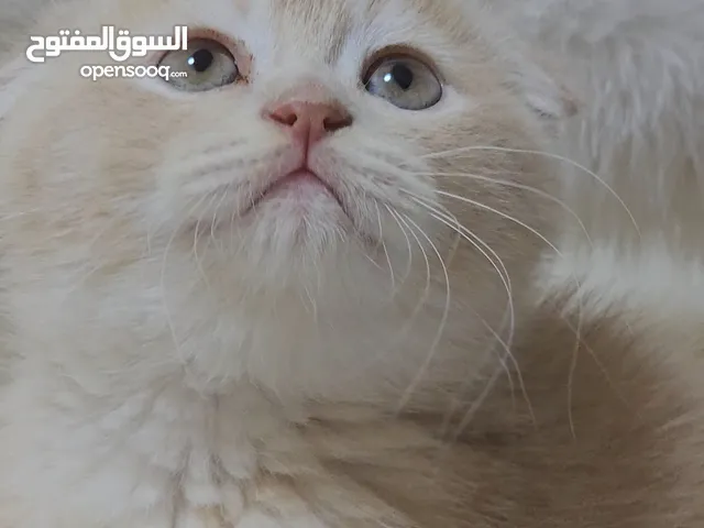 أسكوتش فولد شورت هير