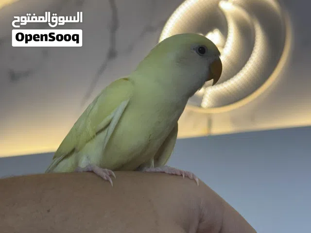 روز انتايه مروضه