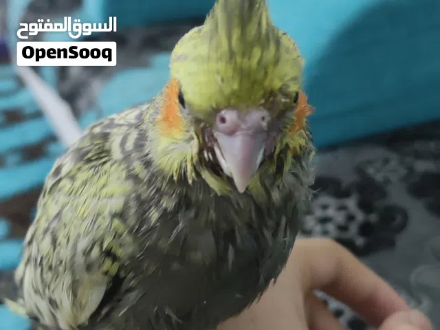 كوكتيل مروض