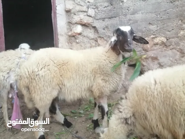 خروف قبرصي بالصلاة على النبي