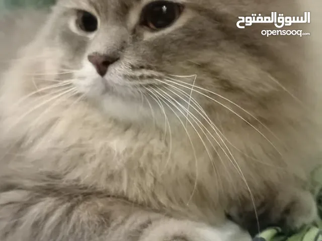 american longhair cat all vaccinations completed