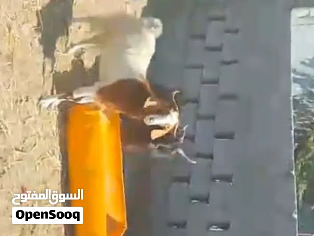 للبيع اغنام باكستانيه