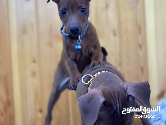 “للذوّاق فقط – Mini Pinscher بيور راقٍ ونادر