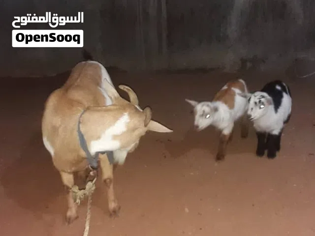 عنز كرديه درجه اوله متاومه 2جدي وعناق وعشره من جديد البيع على الرقم