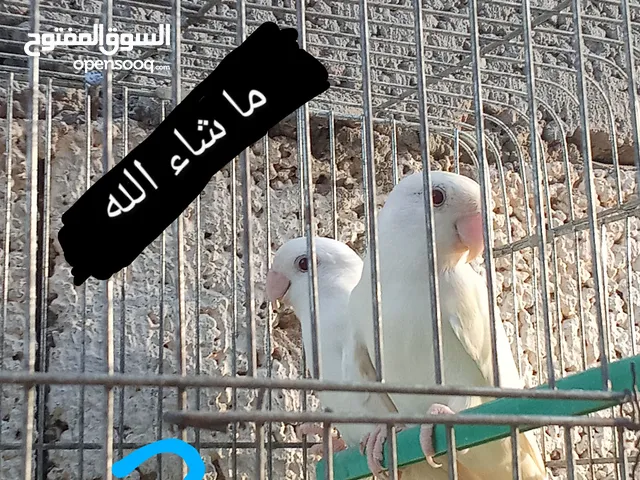 السلام عليكم متاح البينو عين حمراء صحه جيده وانتاج مصفي اموره طيبه العمر 8 اشهر حمراء في الصوره
