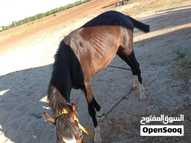 خيال عربي هجين سعر5الف عمره سن