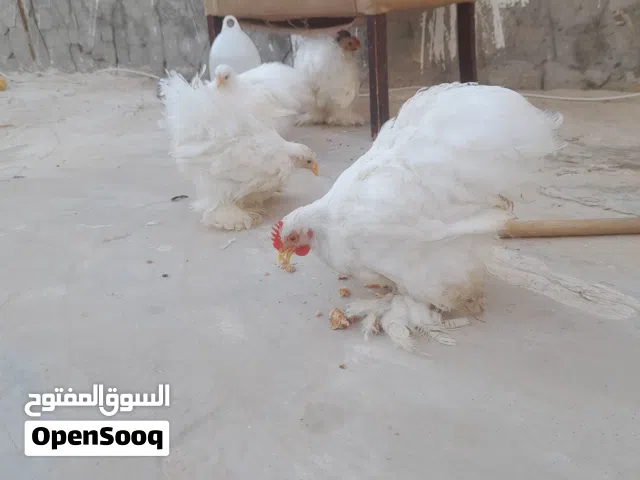 دجاج سترالي أبيض ثلجي ثلاثه دجاجات وفروج للبيع كيف كابرات