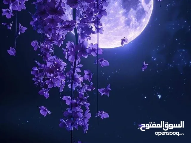 salam salam