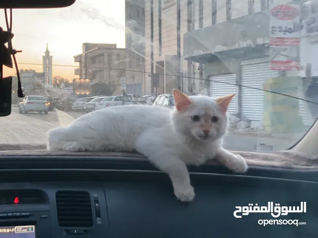 قطة ربي يبارك متعودة عالليتر بوكس