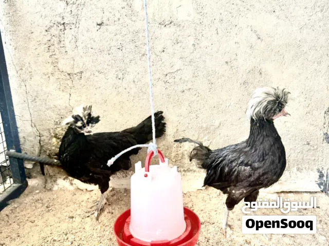 دجاج بولوني اسود لبيع (مستعجل)