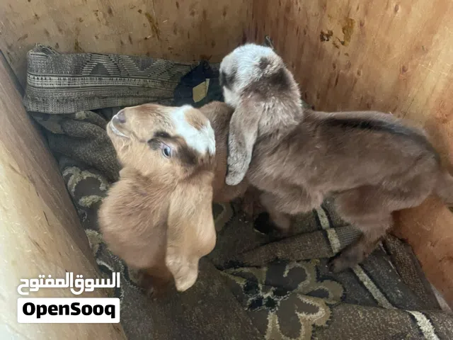 سخلتين صغار للبيع بسعر