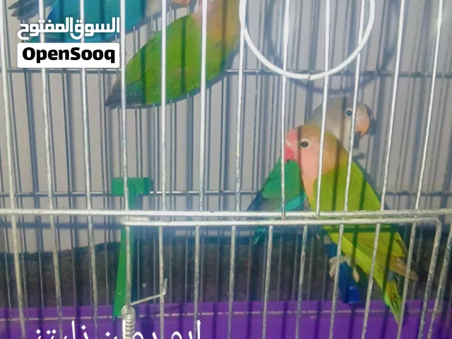 الله يبارك خامس كوبيه بركديلو محلي مصوقره  عين زراة في خدمه توصيل