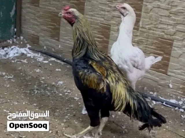 دجاج باكستاني