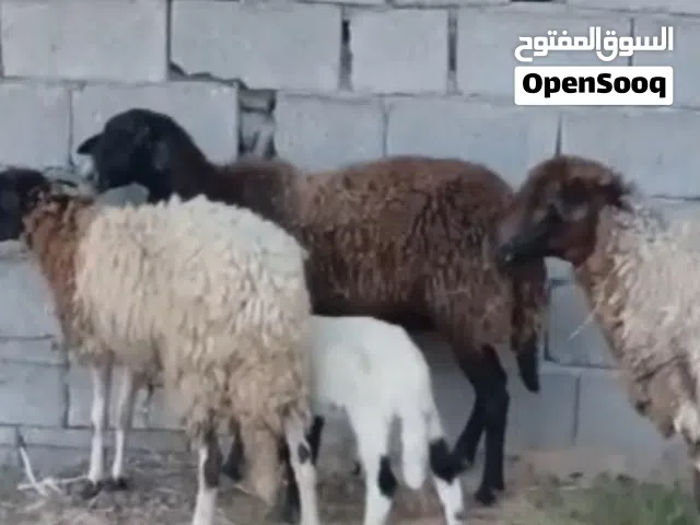 بيع اغنام ليبيا طرابلس