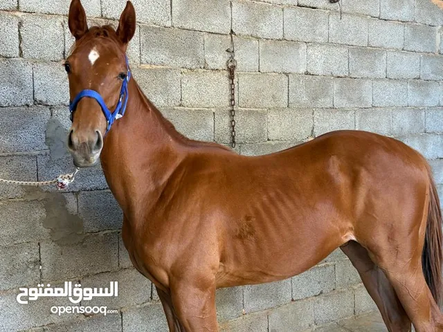 فلوة انجليزية _العمر 12شهر_اللون الاشقر_بنت رفيق العز _الام مستوردة بطلة سباقات_المكان تاجوراء/للتوا