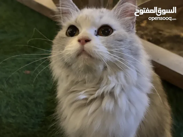 قطة مفقودة في بوري الي صاحبها يكلمني