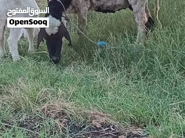 نعجه تحتها حولي عمر شهرين