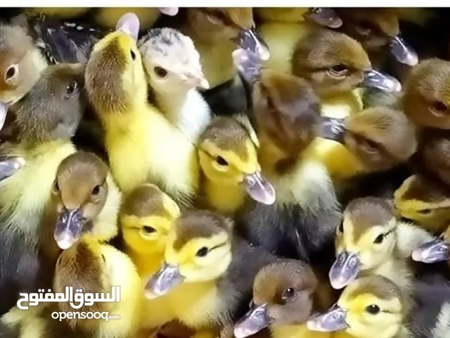 صيصان بط عمر 10 ايام