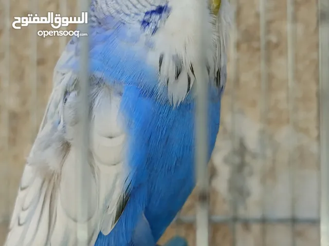 اسئلكم بالله صلو على النبي فحل انجليزي يعني فحل بحق الله حبه حجم وضخامه حجمو زي حبه الكوكتيل بزبط