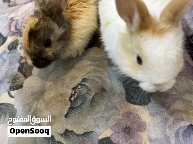 ارانب بعمر 8 اسابيع اليفين يلعبون مع الجهال بصحه جيدة